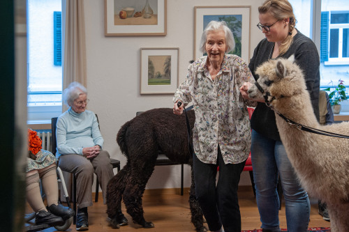 Haus St. Otmar - Alters und Pflegeheim:  Spaziergang durchs Haus – mit Alpaka
